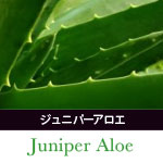 ジュニパーアロエ